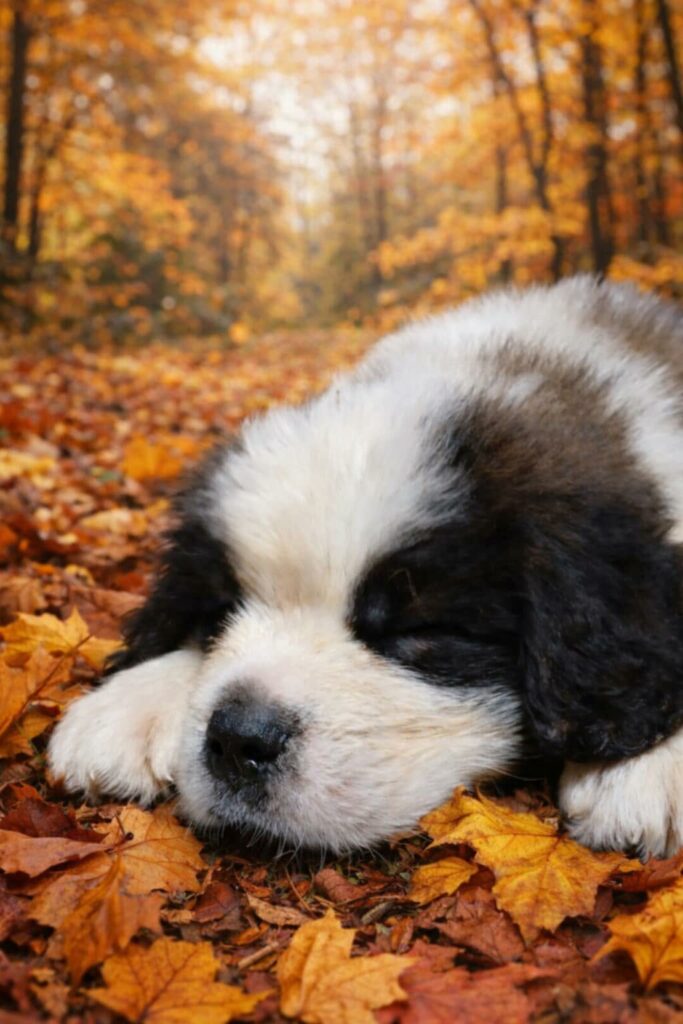 Fci tõutunnistusega bernhardiini kutsikad. Loovutusealised ja valmis koju minema.